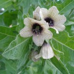 Все о белене и ее применении