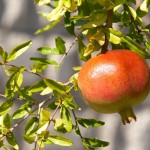 Как вырастить экзотические растения из косточки