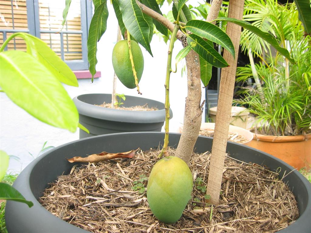 Выращивание манго из косточки