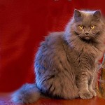 Красный и серый