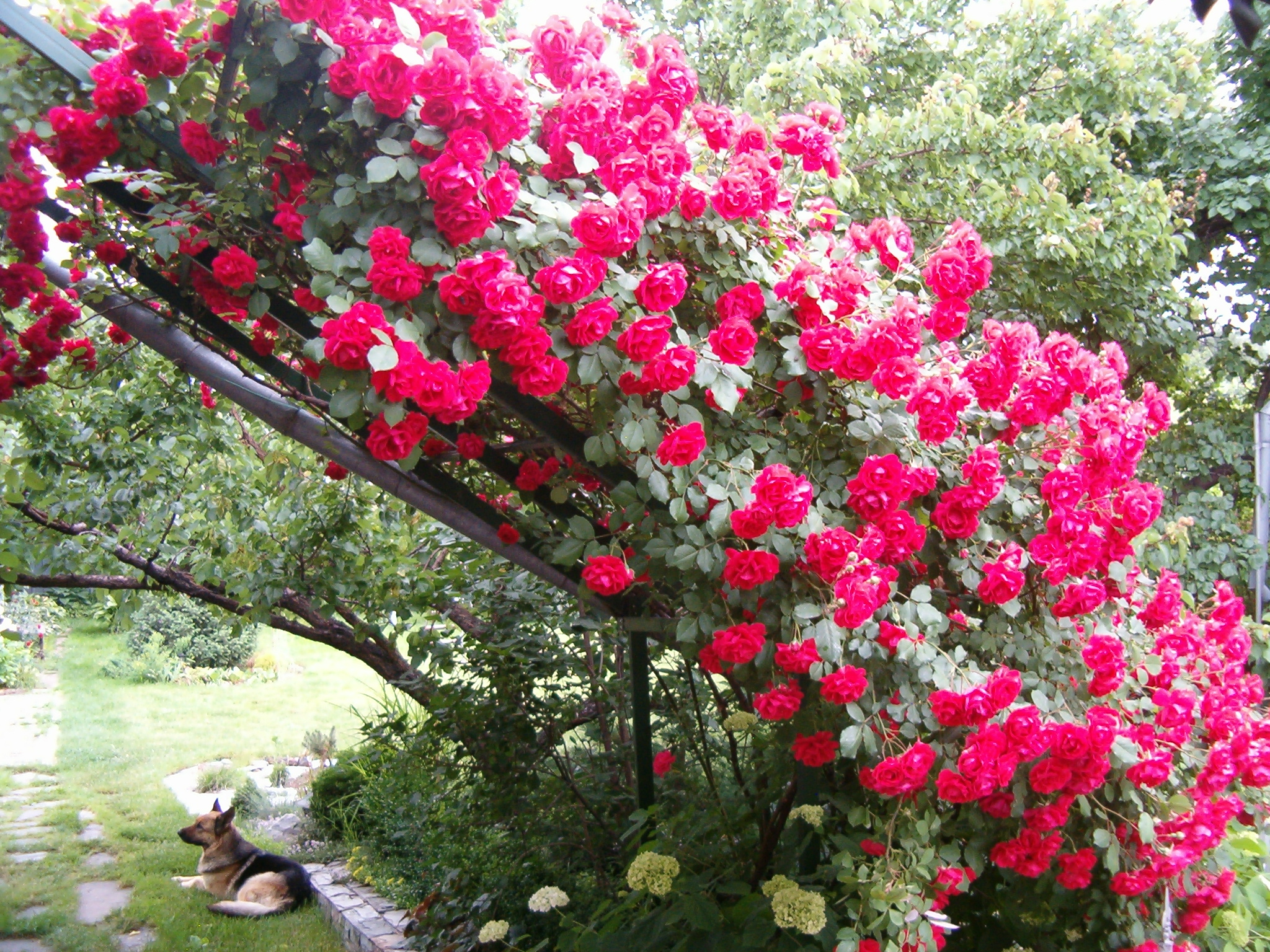 Плетистая роза красивая на фото