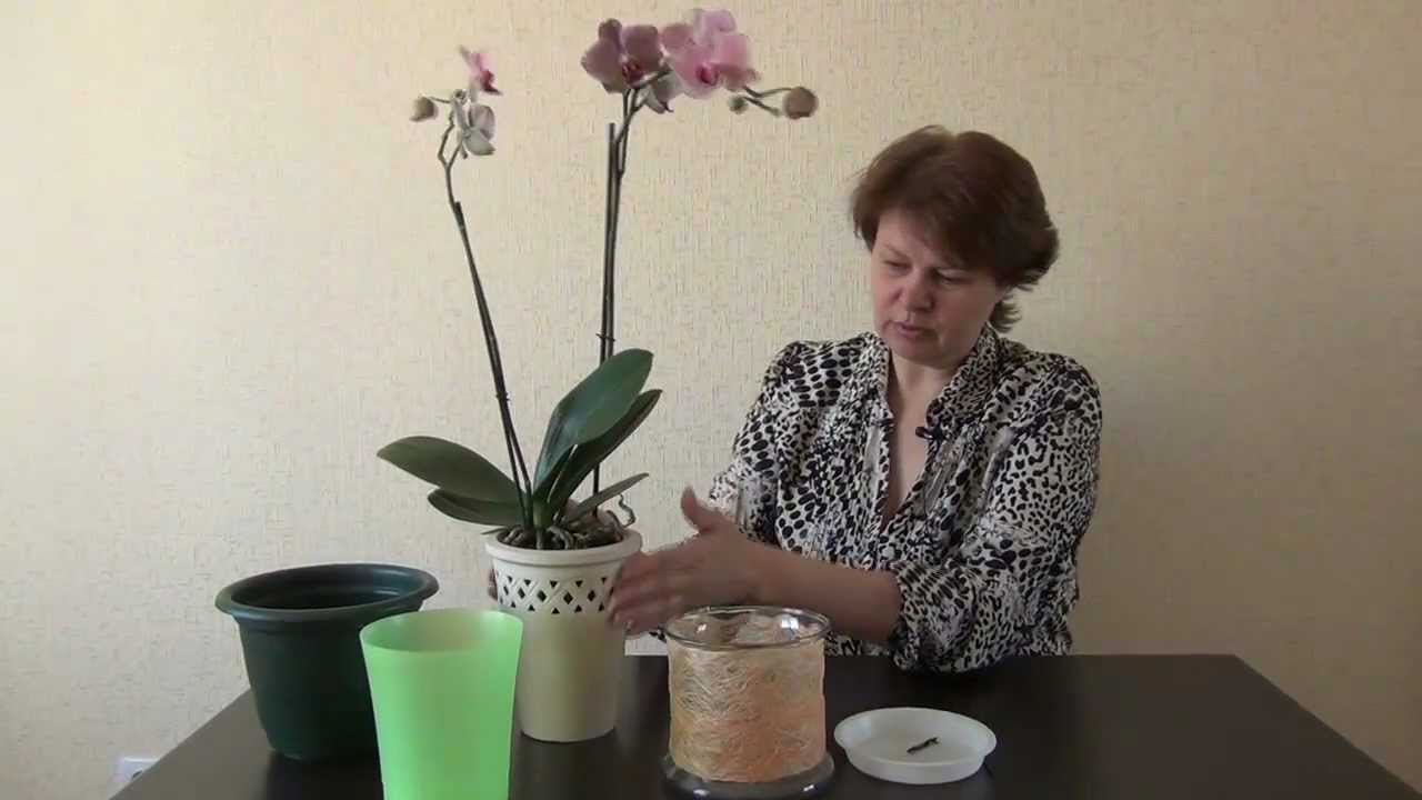 Пересадка орхидеи в горшки